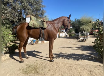 Anglo-Arabo Mix, Wallach, 8 Jahre, 167 cm, Fuchs