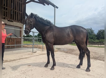 Anglo-Arabo, Wallach, 8 Jahre, 169 cm, Schwarzbrauner