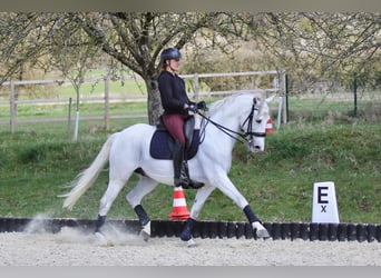 Anglo-Arabo Mix, Wallach, 9 Jahre, 163 cm, Schimmel