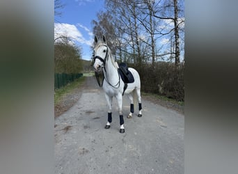 Anglo-Arabo Mix, Wallach, 9 Jahre, 163 cm, Schimmel