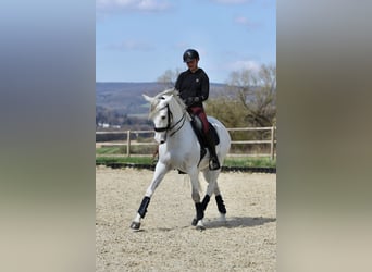Anglo-Arabo Mix, Wallach, 9 Jahre, 163 cm, Schimmel