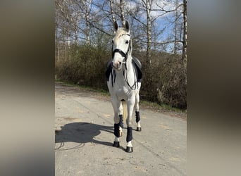Anglo-Arabo Mix, Wallach, 9 Jahre, 163 cm, Schimmel