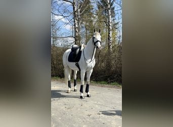 Anglo-Arabo Mix, Wallach, 9 Jahre, 163 cm, Schimmel