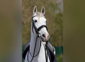 Anglo-Arabo Mix, Wallach, 9 Jahre, 163 cm, Schimmel