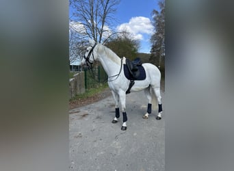 Anglo-Arabo Mix, Wallach, 9 Jahre, 163 cm, Schimmel