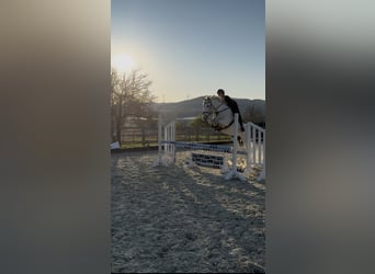 Anglo-Arabo Mix, Wallach, 9 Jahre, 163 cm, Schimmel