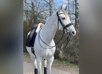 Anglo-Arabo Mix, Wallach, 9 Jahre, 163 cm, Schimmel
