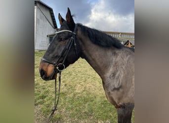 Anglo European Studbook, Caballo castrado, 10 años, 172 cm, Castaño oscuro