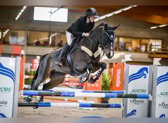 Anglo European Studbook, Caballo castrado, 11 años, 170 cm, Castaño oscuro