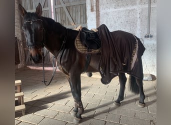 Anglo European Studbook, Caballo castrado, 11 años, 172 cm, Castaño oscuro