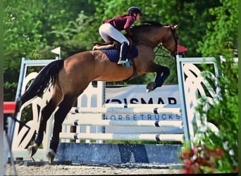 Anglo European Studbook, Caballo castrado, 11 años, 174 cm