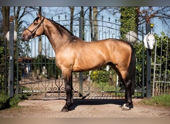 Anglo European Studbook, Caballo castrado, 11 años, 174 cm