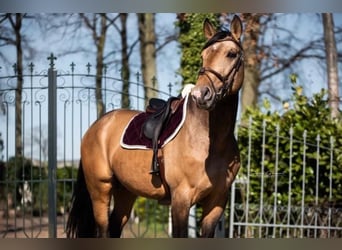 Anglo European Studbook, Caballo castrado, 11 años, 174 cm