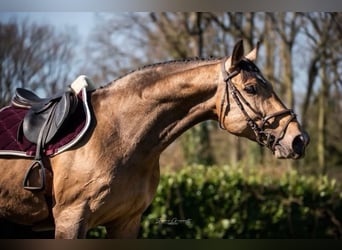Anglo European Studbook, Caballo castrado, 11 años, 174 cm