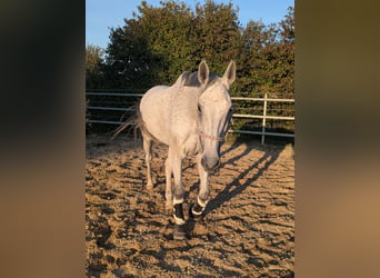 Anglo European Studbook, Caballo castrado, 11 años, 176 cm, Tordo picazo
