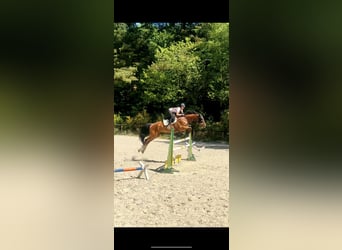 Anglo European Studbook, Caballo castrado, 12 años, 170 cm, Castaño