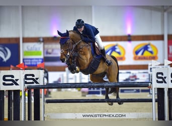 Anglo European Studbook, Caballo castrado, 13 años, 167 cm, Castaño rojizo