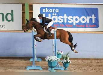 Anglo European Studbook, Caballo castrado, 15 años, 148 cm, Castaño