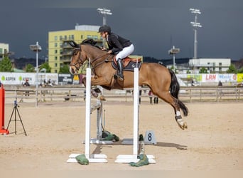 Anglo European Studbook, Caballo castrado, 15 años, 148 cm, Castaño