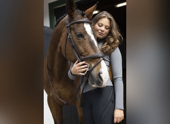 Anglo European Studbook, Caballo castrado, 15 años, 148 cm, Castaño