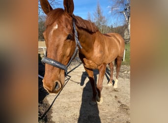 Anglo European Studbook, Caballo castrado, 15 años, 168 cm, Alazán-tostado