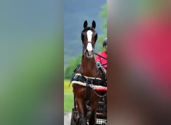 Anglo European Studbook, Caballo castrado, 17 años, 164 cm, Castaño