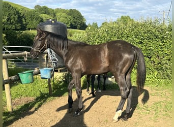 Anglo European Studbook, Caballo castrado, 1 año, 163 cm, Negro