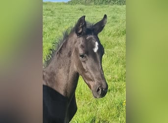 Anglo European Studbook, Caballo castrado, 1 año, 163 cm, Negro