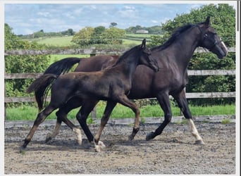 Anglo European Studbook, Caballo castrado, 1 año, 163 cm, Negro