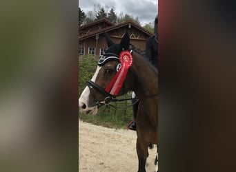 Anglo European Studbook, Caballo castrado, 20 años, 167 cm, Castaño