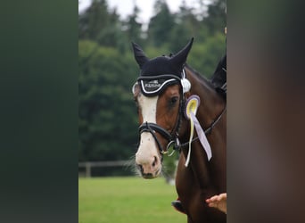 Anglo European Studbook, Caballo castrado, 20 años, 167 cm, Castaño