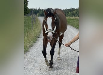 Anglo European Studbook, Caballo castrado, 21 años, 167 cm, Castaño