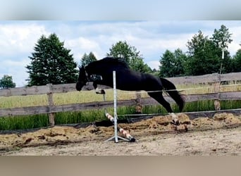 Anglo European Studbook, Caballo castrado, 2 años, 145 cm, Negro
