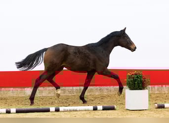 Anglo European Studbook, Caballo castrado, 2 años, 154 cm, Castaño oscuro