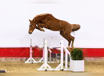 Anglo European Studbook, Caballo castrado, 2 años, 156 cm