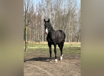 Anglo European Studbook, Caballo castrado, 2 años, 162 cm, Negro