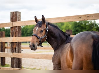 Anglo European Studbook, Caballo castrado, 2 años, 165 cm, Castaño rojizo