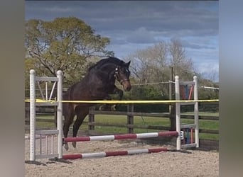 Anglo European Studbook, Caballo castrado, 2 años, 168 cm, Castaño oscuro