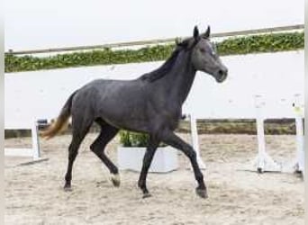 Anglo European Studbook, Caballo castrado, 2 años, 172 cm, Tordillo negro