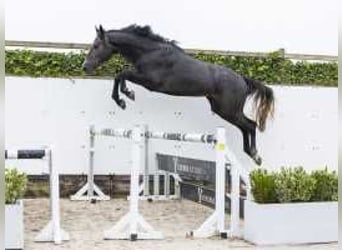 Anglo European Studbook, Caballo castrado, 2 años, 172 cm, Tordillo negro