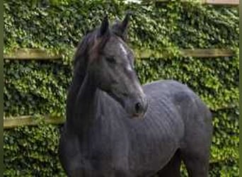 Anglo European Studbook, Caballo castrado, 2 años, 172 cm, Tordillo negro