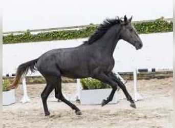 Anglo European Studbook, Caballo castrado, 2 años, 172 cm, Tordillo negro