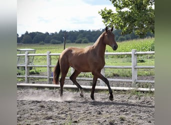 Anglo European Studbook, Caballo castrado, 2 años, Castaño