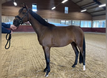 Anglo European Studbook, Caballo castrado, 3 años, 145 cm, Castaño