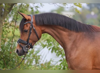 Anglo European Studbook, Caballo castrado, 3 años, 145 cm, Castaño