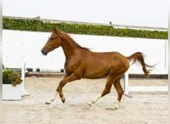 Anglo European Studbook, Caballo castrado, 3 años, 147 cm, Alazán