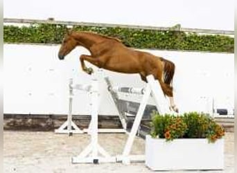 Anglo European Studbook, Caballo castrado, 3 años, 147 cm, Alazán