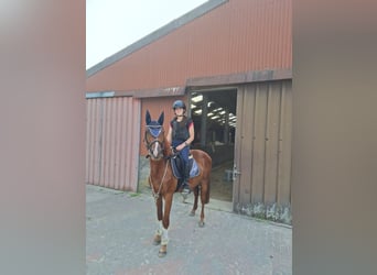 Anglo European Studbook, Caballo castrado, 3 años, 153 cm, Alazán