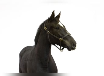 Anglo European Studbook, Caballo castrado, 3 años, 162 cm, Negro