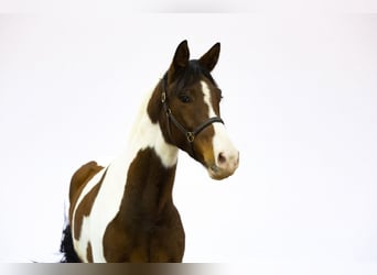 Anglo European Studbook, Caballo castrado, 3 años, 165 cm